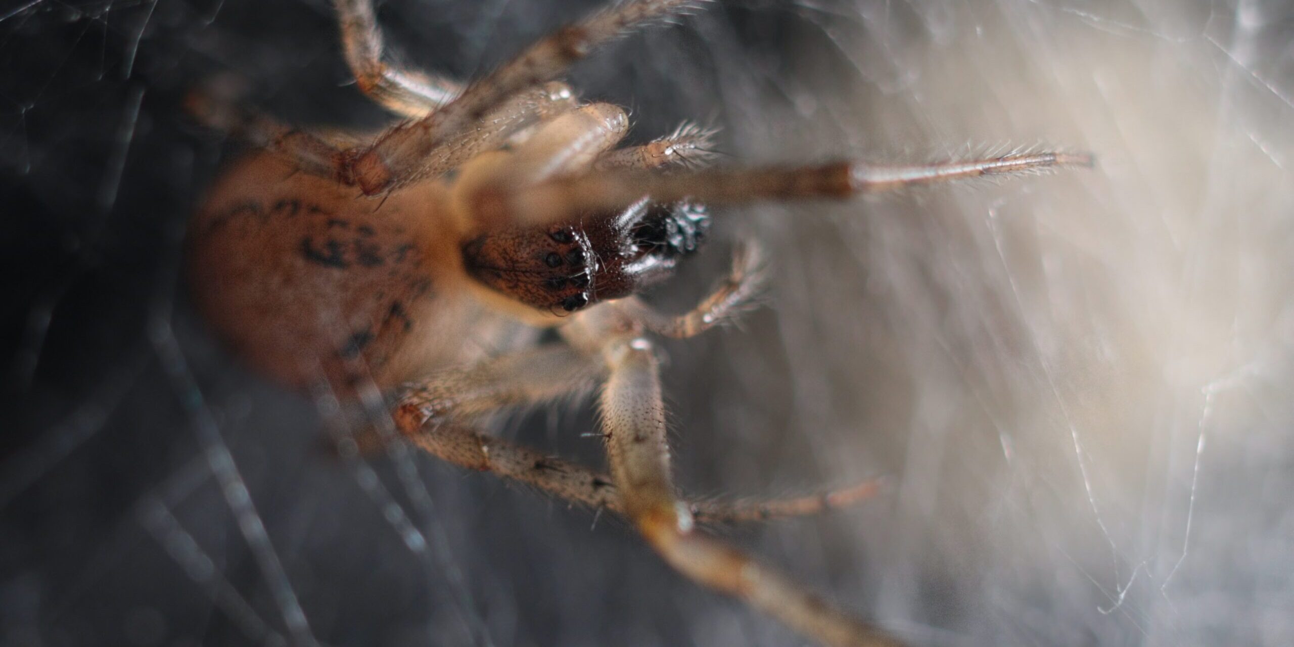 a close up of a spider